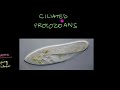 Protozoan Characteristics and Functions