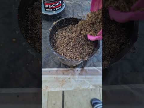 زراعة الحلبة في ثواني 🌿🌸 #زراعة_الأسطح #garden #اشجار #plants #زراعة