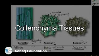 Collenchyma Tissues