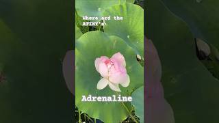 Where are the ATINY's?#adrenaline #ateez #atiny #kpop #mrcat