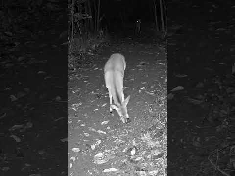 Mysterious Eyes in the Dark Watching a Baby Fawn | Night Vision Wildlife Encounter #shorts