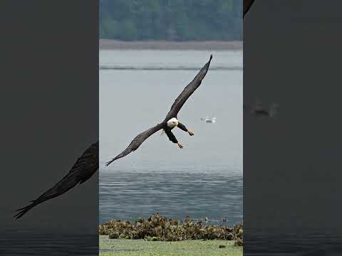 Amazing footage - Hungry bald eagle glides in and snatches a fish from a bed of sea lettuce.