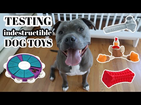 will my 90 POUND PIT BULL destroy these INDESTRUCTIBLE dog toys?