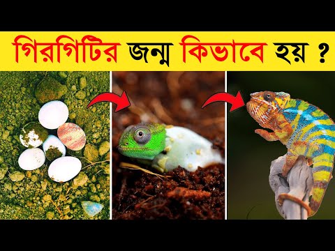 গিরগিটির জন্ম কিভাবে হয় দেখুন! গিরগিটি জীবনচক্র Chameleon Life Cycle Video | Color Changing Lizard