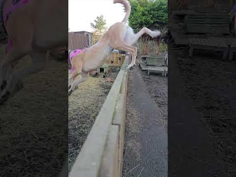 Lurcher Jumping #music #baroquemusic #classicalmusic #baroque #mozart #classicalmusicfans