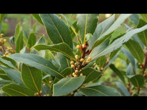 Lovor nije samo začin, evo kako da ga koristite za zaštitu i prihranu biljaka