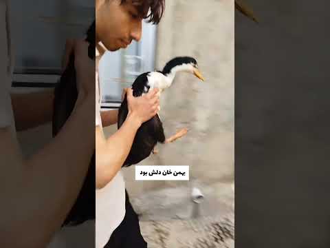 طلا تخم گزاشت ?? #ولاگ_حمام