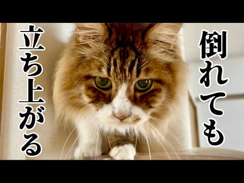 なんど倒れても、また立ち上がる元野良猫ぽこまる