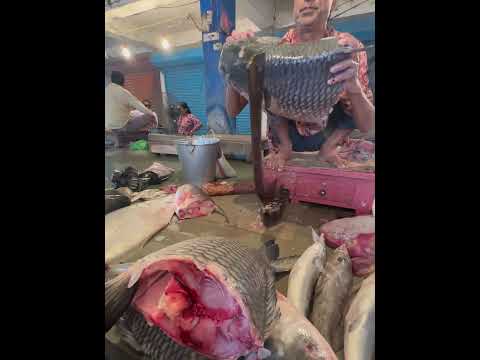 বাজারের সবচেয়ে বড়ো কাতলা মাছটা কিনলাম #fish #katlafish