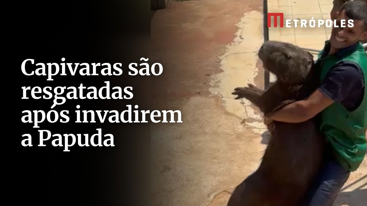 Capivaras são resgatadas após invadirem a Papuda