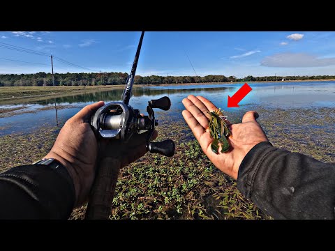 Fishing SMALL Jigs for BIG BASS! (Fall Fishing)