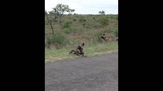 Wild Dog Pack Relaxes On Road