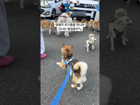강아지가 행복할 때