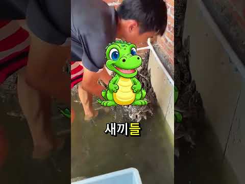 아기 악어들이 물에 잠긴 집을 인질로 잡아요 🐊
