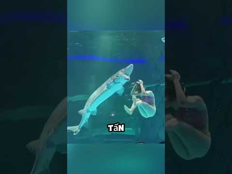 Tại sao trở thành nàng tiên cá lại CỰC KỲ NGUY HIỂM?