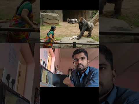 Gorilla save Baby #accidentnews #train #bus #crime #news #breakingnews #chennai #baby #emotional