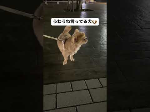 飼い主が恥ずかしい遠吠え