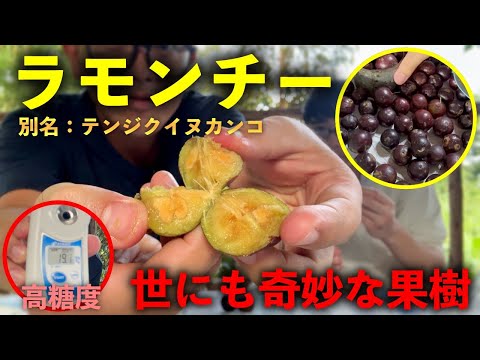 タイの秘境で見つけた奇妙な果実「ラモンチー」について