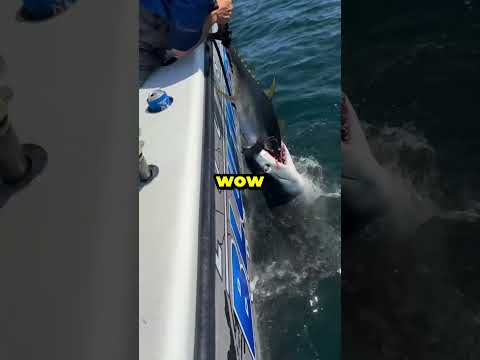 Fisherman Loses Tuna to Mako Shark!