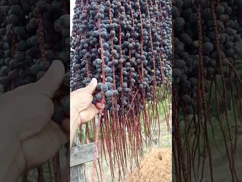 primo da roça vs primo da cidade grande #agricultura #roça #açaí #bacaba #memes