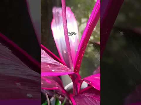 เดฎเดนเดพเดญเดพเดเตเดฏเด เดตเดจเตเดจเต เดเตเดฐเดพเตป เดชเตเดตเตเดจเตเดจ เดจเดเตเดทเดคเตเดฐเดเตเดเดพเตผ #youtubeshortsviral