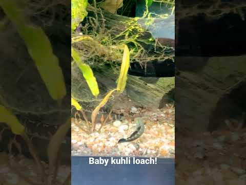 Too cute! Baby kuhli loach. I spied some baby kuhlis (about 8 total, just one juvie in this video) in my 150g hillstream aquariu