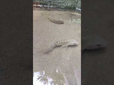 மீன் வளர்ப்பு | திலேபி மீன் | Tilapia Fish #fishing #fish #pets