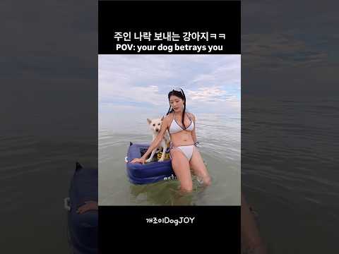 사람 새끼가 따로 없네… l 웃긴 강아지