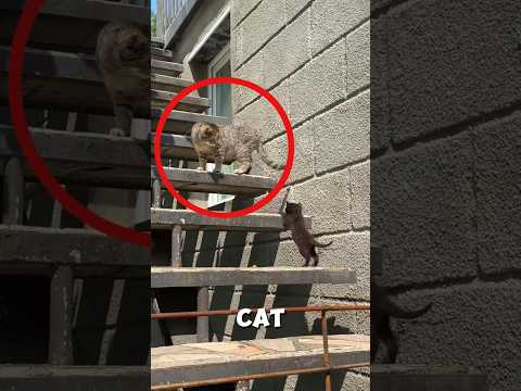 Unbelievable incident this mother cat tried hard to lift her baby up 🐱#shorts