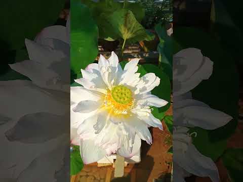 Lotus on small plastic crater🔥📈