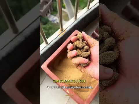 Dig out the dirty poop in the flowerpot!#Toys#Funny#Puzzle Toys