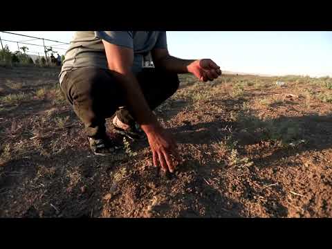 YouTube video thumbnail: Historic Drought, Wheat Shortage to Test Syria's New Leadership