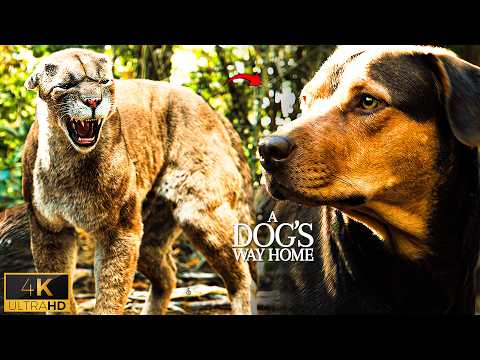 A Cougar Rescues Bella from Wild Coyotes | A Dog's Way Home
