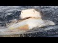 Tiger Sharks and Nesting Turtles