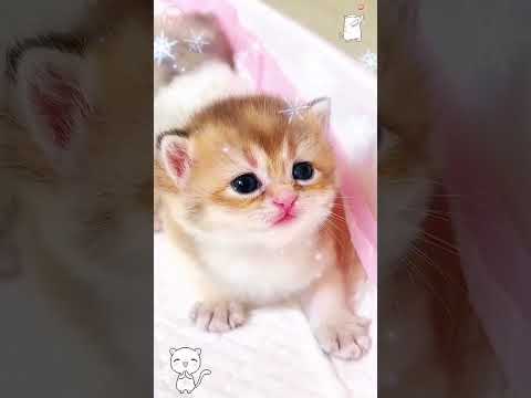 Kitten meow meow #cat #aicat #animation #funny #cute #cattales #trending #tiktok @JugnuKidsVideos