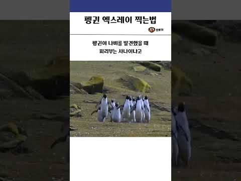 펭귄 엑스레이 찍는 방법