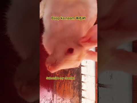 #baap ka naam #viral vedio #mannurabbit