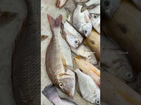 🤔❤️🐠கடல்ல Night full al தங்கி பிடிச்ச மீங்களா இவ்ளோதானா? ?? #neithalmeenavan #fishinglife