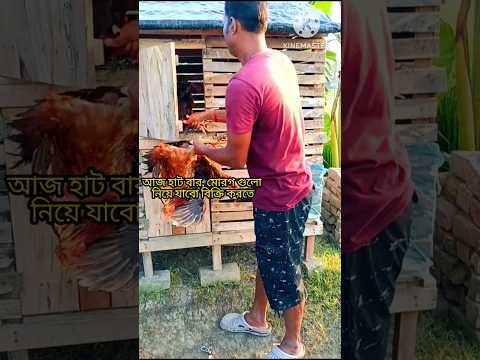 🛖মুরগি গুলো বেচতে যাচ্ছি 🐔#shorts#shortvideo #shortfeeds #chicken #deshimurgi #farming #pets#viral