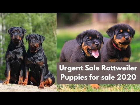 Rottweiler Puppies For Sale Near Me Craigslist 07 2021