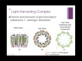 Exploring Light Energy Fates and Harvesting Mechanisms