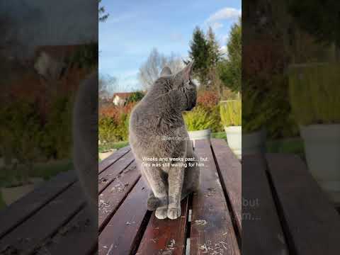 How they fell in love Part 6... #cat