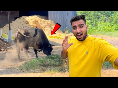 Jersey Bull Gaon Me Mila🐂🥲