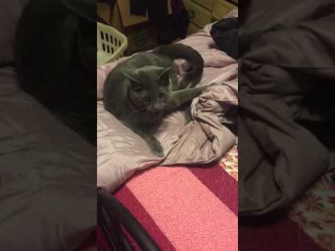 Cats