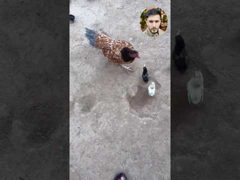 الفرخ باج الاكل مال اخوتة وكام يركض مثل ميسي 😂😂😂 #اشبع_ضحك