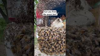 How to Find the Queen Bee
