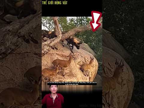 chó hoang rình rập linh dương đứng trên vách núi.