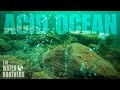 Ocean Acidification and Its Impact