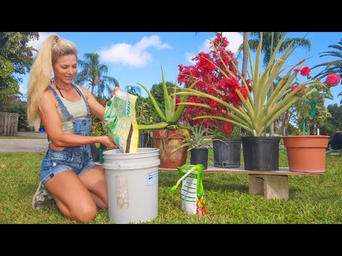 How to Grow a CONTAINER Garden Anywhere! 5 Simple Steps- CHEAP & EASY