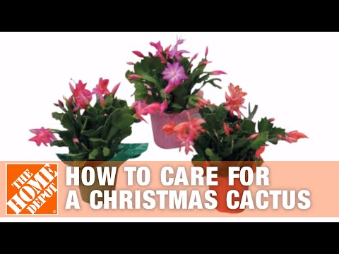How to Care for a Christmas Cactus